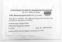 Melanomma pulvis-pyrius image